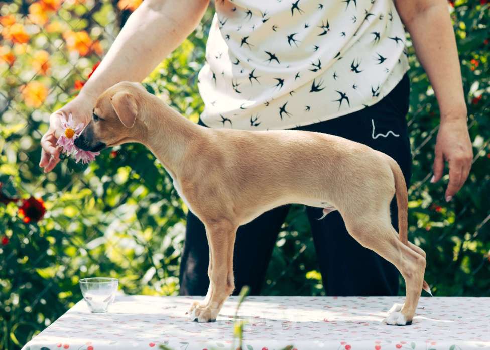 Собаки в Кубинке: Щенок уиппета Мальчик, Бесплатно - фото 2