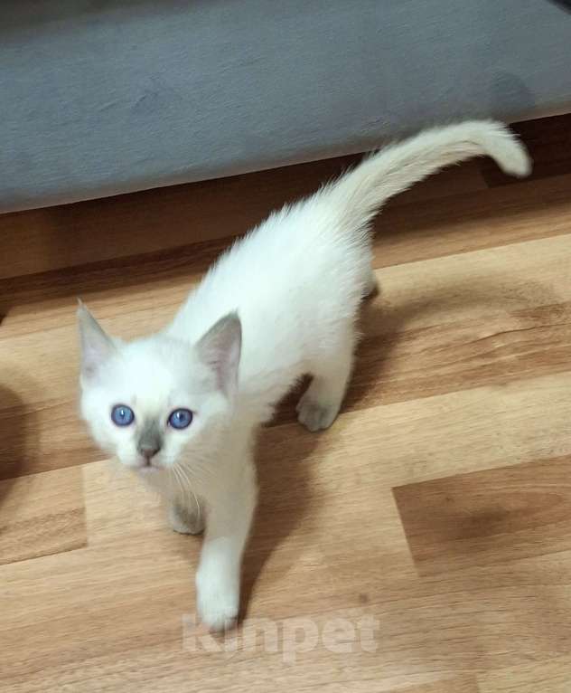 Кошки в Санкт-Петербурге: Тайская кошечка Девочка, 80 000 руб. - фото 4