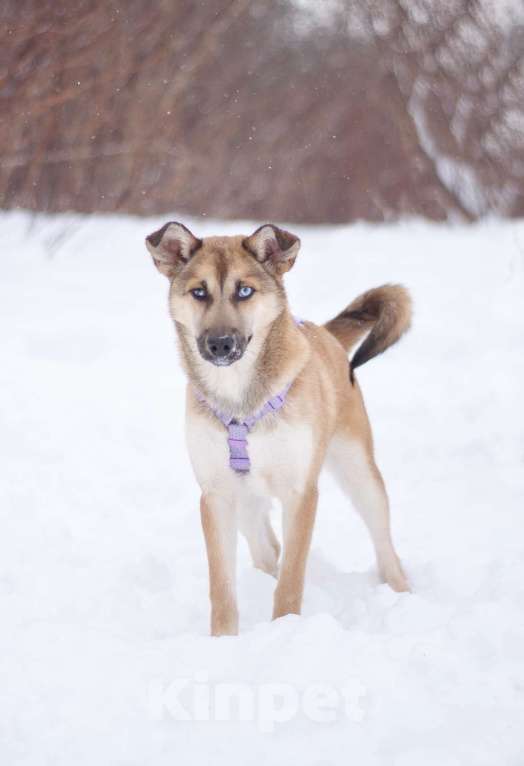 Собаки в Москве: Общительная весёлая Вьюга в поисках дома Девочка, Бесплатно - фото 1