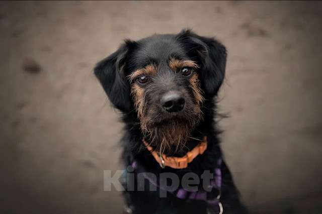 Собаки в Москве: Маленький бородатик Рекс в добрые руки Мальчик, 1 руб. - фото 2