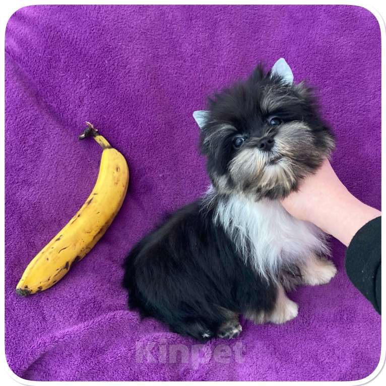 Собаки в Москве: Чёрный йорк девочка стандарт кукольная Девочка, 70 000 руб. - фото 7