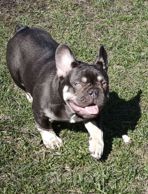 Собаки в других городах Московской области: Тотошка Мальчик, 50 000 руб. - фото 3