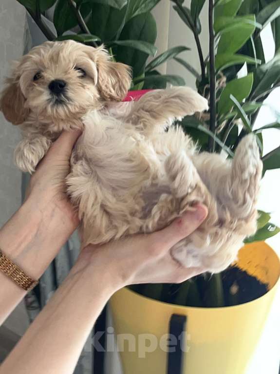 Собаки в Волгограде: Милая девочка Lizzi  Девочка, 100 000 руб. - фото 2