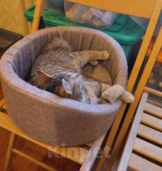 Кошки в Москве: Кошка Плюша ищет дом  Девочка, Бесплатно - фото 3