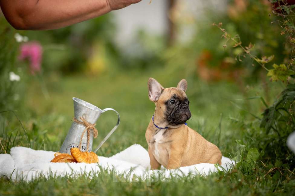 Собаки в Москве: Щенки французского бульдога Мальчик, 50 000 руб. - фото 2