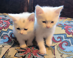 Кошки в Ивантеевке: Милые котята в добрые руки Девочка, Бесплатно - фото 2