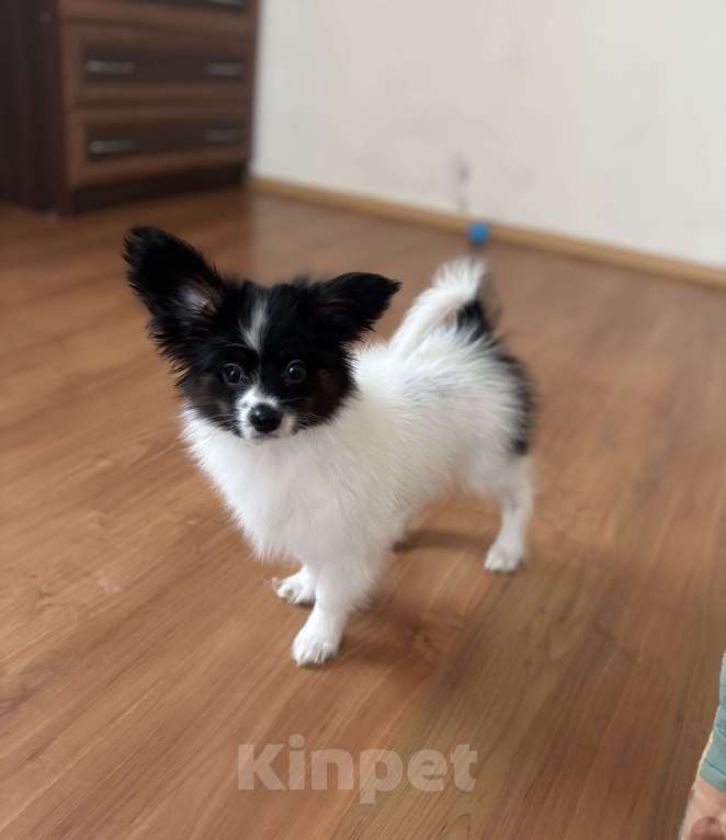 Собаки в Санкт-Петербурге: Яркий мальчик папильона/папийона  Мальчик, 50 000 руб. - фото 2