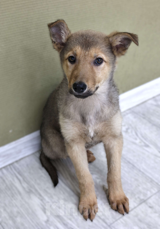 Собаки в Москве: Щенки бесплатно в Москве Девочка, Бесплатно - фото 5