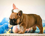 Собаки в Новосибирске: Предлагается к бронированию и дальнейшей продаже щенок французского бульдога: девочка Девочка, Бесплатно - фото 2