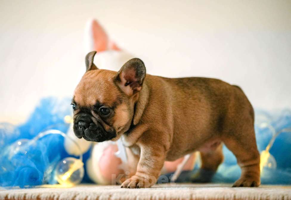 Собаки в Новосибирске: Предлагается к бронированию и дальнейшей продаже щенок французского бульдога: девочка Девочка, Бесплатно - фото 2