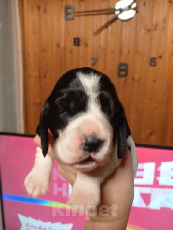 Собаки в других городах Московской области: Щенок русского охотничьего спаниеля Мальчик, 25 000 руб. - фото 7