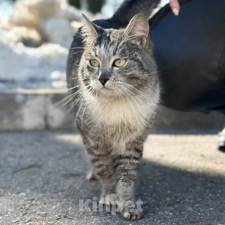 Кошки в Москве: Ласковому котику срочно нужен дом 🆘️ Мальчик, Бесплатно - фото 1