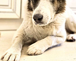 Собаки в Химках: Умка метис ищет дом Мальчик, Бесплатно - фото 6