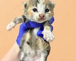 Кошки в Санкт-Петербурге: Котенок девочка Девочка, Бесплатно - фото 1