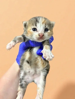 Котенок девочка