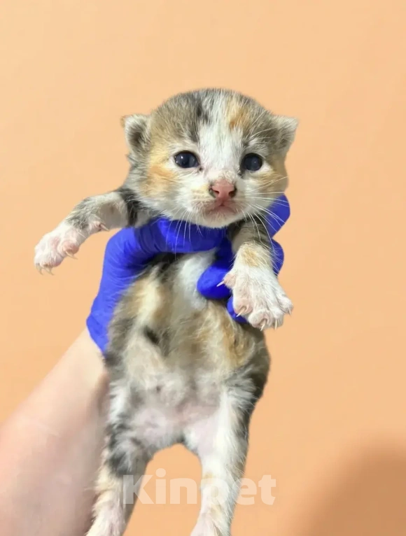 Кошки в Санкт-Петербурге: Котенок девочка Девочка, Бесплатно - фото 1