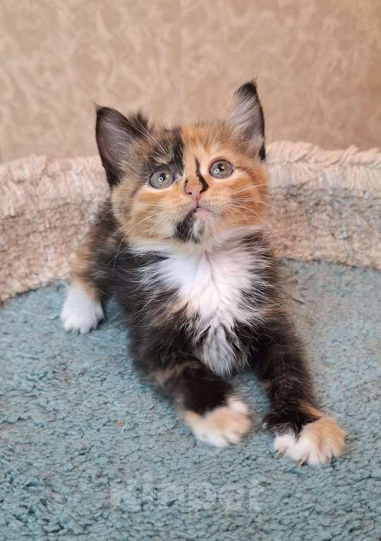 Кошки в Москве: Трехцветный котёнок в добрые руки  Девочка, Бесплатно - фото 9