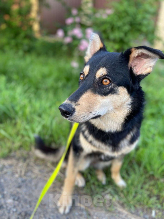 Собаки в Москве: Собака нормально ходить не будет Девочка, Бесплатно - фото 4