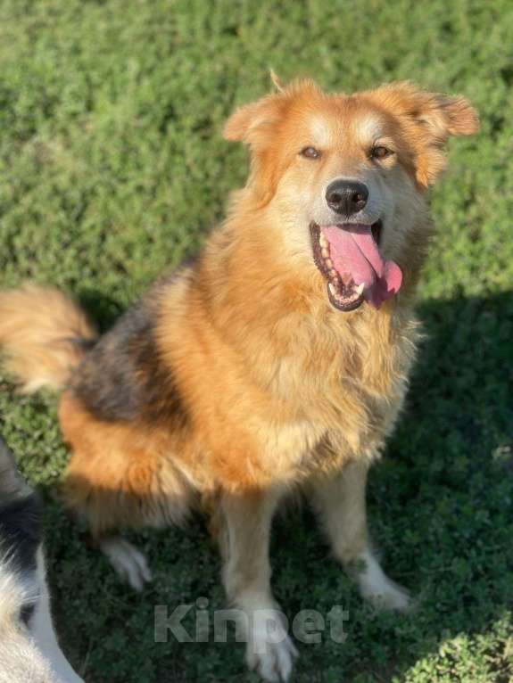Собаки в Владимире: Девочка в добрые руки Девочка, Бесплатно - фото 3