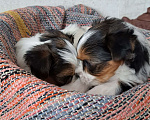 Собаки в Зеленограде: Вязка Бивер  Мальчик, Бесплатно - фото 6