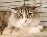 Кошки в Москве: Уютная меховая кошка Жасмин в дар. Девочка, Бесплатно - фото 2