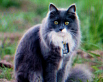 Кошки в Клине: Пропала кошка! Девочка, 5 000 руб. - фото 1