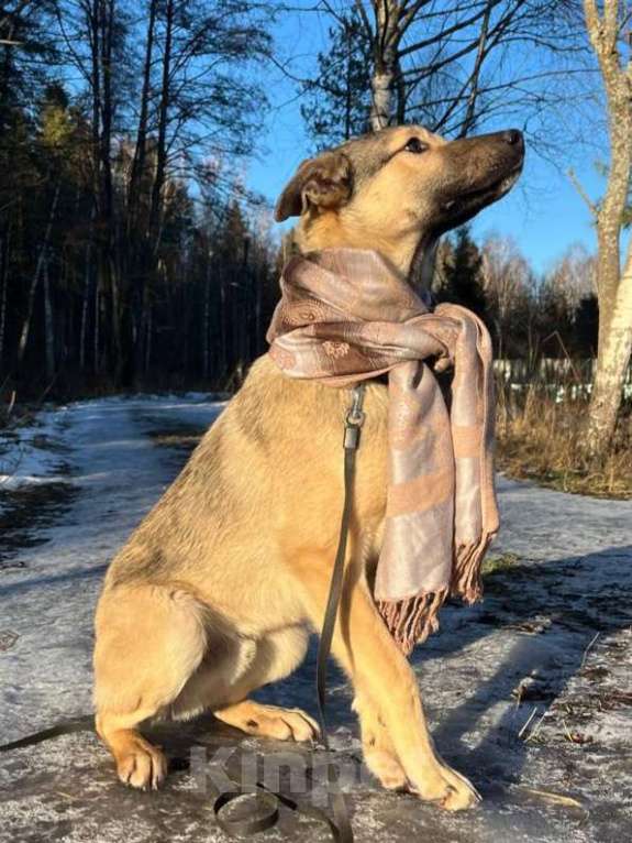 Собаки в других городах Московской области: Щенок в добрые руки  Мальчик, Бесплатно - фото 3