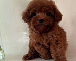 Собаки в Москве: Мальчик той пуделя Мальчик, 80 000 руб. - фото 1