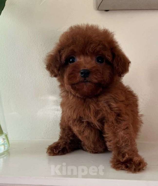 Собаки в Москве: Мальчик той пуделя Мальчик, 80 000 руб. - фото 1