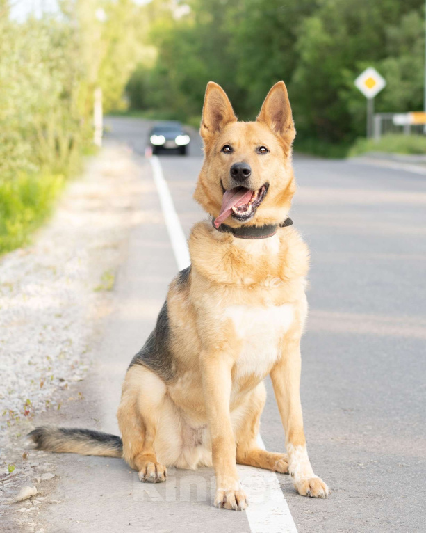 Собаки в Москве: Лорд. Метис овчарки Мальчик, Бесплатно - фото 3