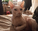 Кошки в Казани: Котята Донского Сфинкса Разнополые, 15 000 руб. - фото 3