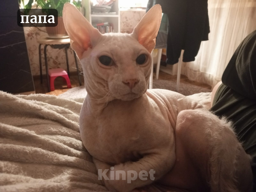 Кошки в Казани: Котята Донского Сфинкса Разнополые, 15 000 руб. - фото 3
