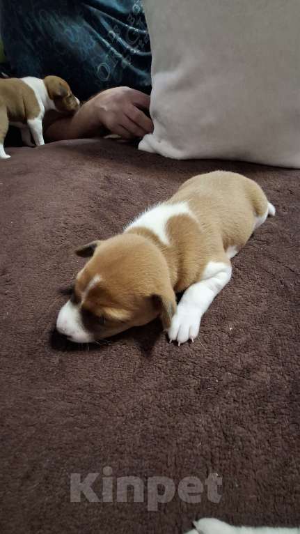 Собаки в Краснокамске: Продажа щенков. Мальчик, Бесплатно - фото 2