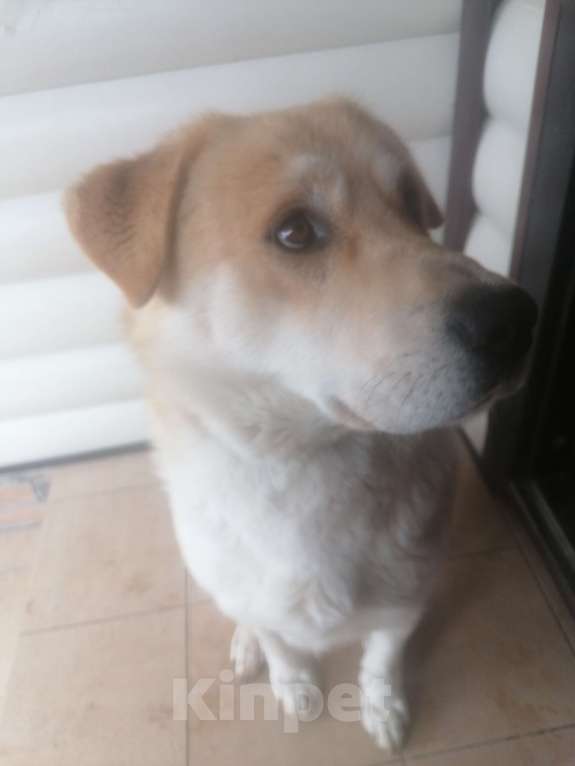 Собаки в Москве: Отдам собаку в добрые руки Мальчик, Бесплатно - фото 2