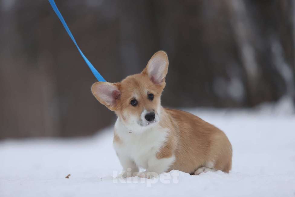 Собаки в Тюмени: Винтер Мистери Рублевский мажор Мальчик, 50 000 руб. - фото 2