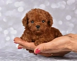 Собаки в Москве: Продаются щенки Тедди Пуделя Мальчик, 170 000 руб. - фото 1