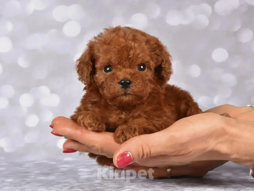 Собаки в Москве: Продаются щенки Тедди Пуделя Мальчик, 170 000 руб. - фото 1