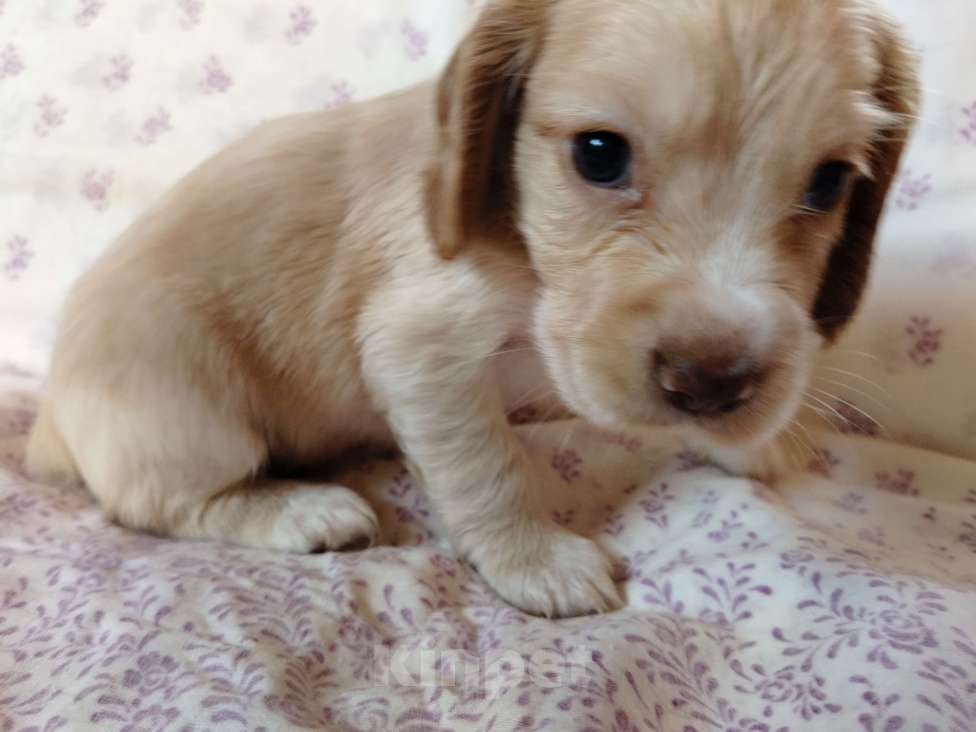 Собаки в других городах Московской области: Щенки английский кокер спаниель Мальчик, 22 000 руб. - фото 4