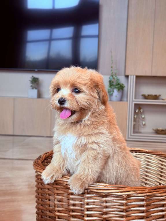 Собаки в других городах Московской области: Мальтипу мини f 1 Мальчик, 200 000 руб. - фото 4