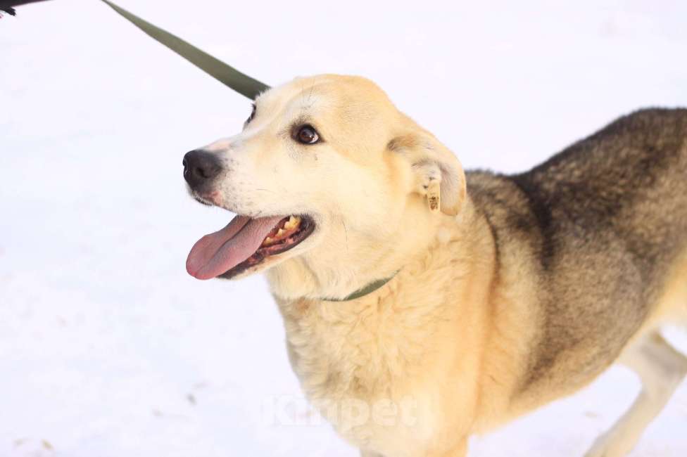 Собаки в Балашихе: Энергичная Альфа — метис лайки Девочка, Бесплатно - фото 5