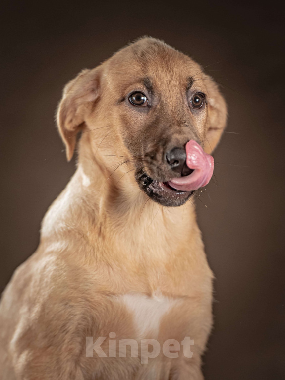 Собаки в Клине: Мегги — спокойная и чуткая девочка, которая ищет заботливые руки, чтобы дарить вам свою нежность Девочка, Бесплатно - фото 6