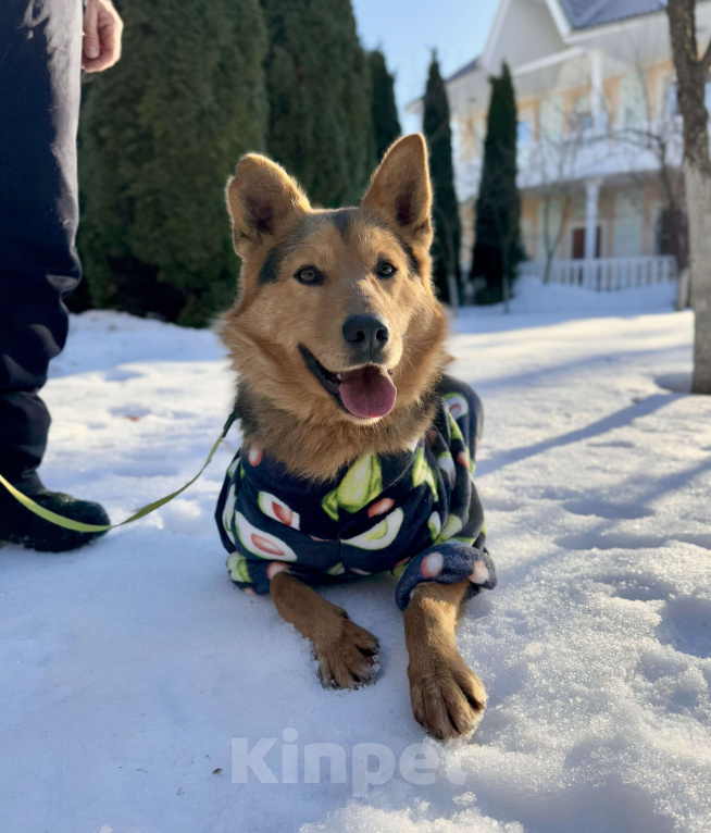 Собаки в других городах Московской области: Рыжий пес Хенк ищет дом! Мальчик, Бесплатно - фото 4