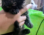 Кошки в Конаково: Отдам в добрые руки. Девочка, Бесплатно - фото 1