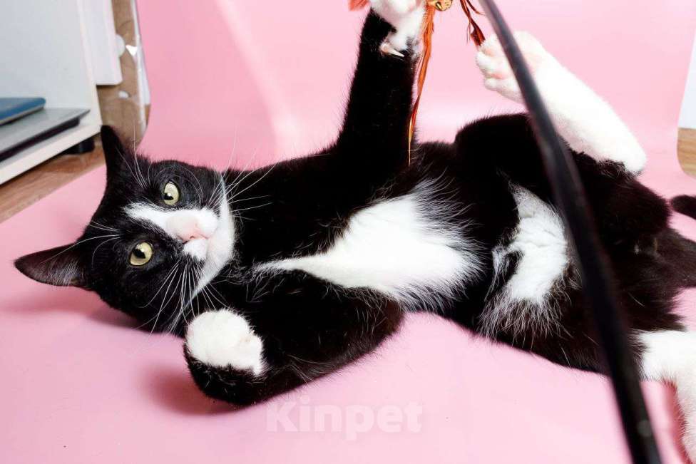 Кошки в Москве: Кот Шарик - обаяние во фраке  Мальчик, Бесплатно - фото 3