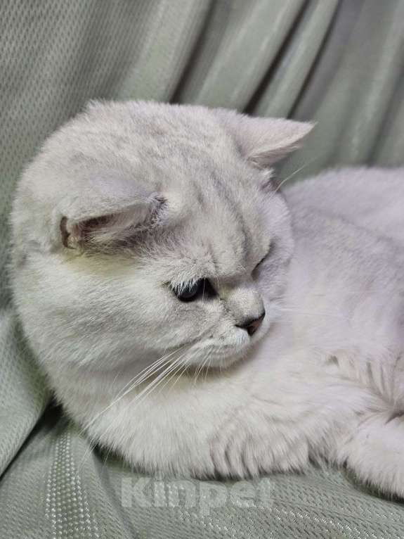 Кошки в Сочи: Шотландский кот Серебристая Шиншилла  Мальчик, 5 000 руб. - фото 7