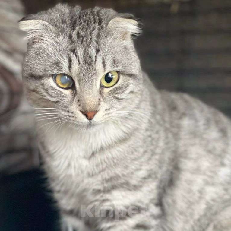 Кошки в Москве: Породистая кошечка в беде Девочка, Бесплатно - фото 2