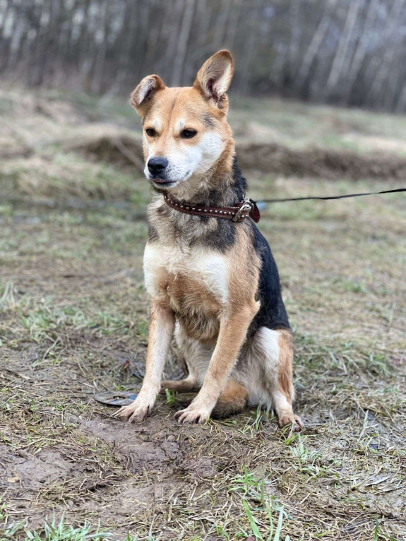 Собаки в Москве: Уля, 3 года. Вес 7 кг - малышка в приюте Девочка, Бесплатно - фото 5
