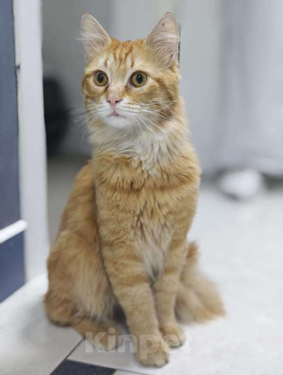 Кошки в Ростове-на-Дону: Найден чудесный и ласковый рыжий котик  Мальчик, Бесплатно - фото 2