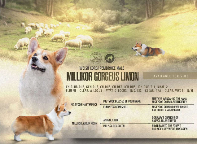 Собаки в Сочи: Породный щенок вельш корги пемброк Мальчик, Бесплатно - фото 7