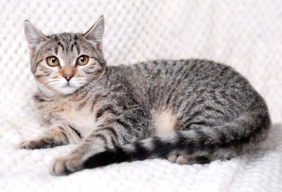 Кошки в Москве: Полосатый котенок-подросток Марфушенька-душенька в дар Девочка, 1 руб. - фото 4